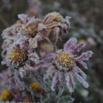 Hope Solar - brown and purple-petaled flowers