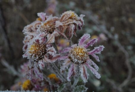 Hope Solar - brown and purple-petaled flowers