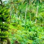 Bali Farm - green banana fruit on green leaves