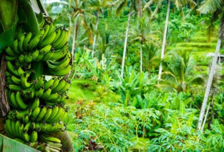 Bali Farm - green banana fruit on green leaves