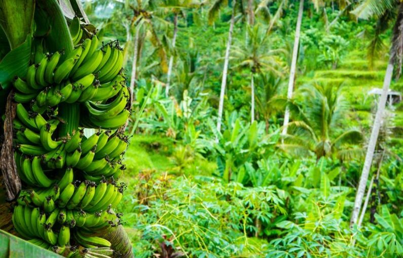 Bali Farm - green banana fruit on green leaves