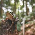 Borneo Wildlife - gray frog on branch