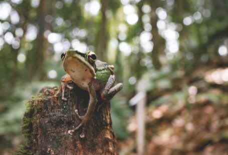 Borneo Wildlife - gray frog on branch