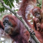 Sumatra Solar - a group of monkeys hanging from a tree