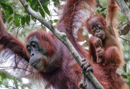 Sumatra Solar - a group of monkeys hanging from a tree