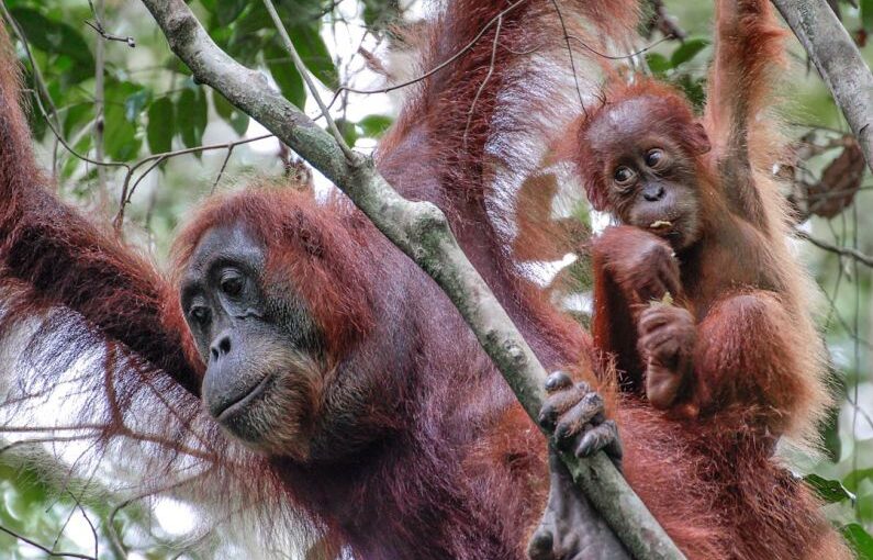 Sumatra Solar - a group of monkeys hanging from a tree