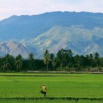 Aceh Farm - person farming on rice field