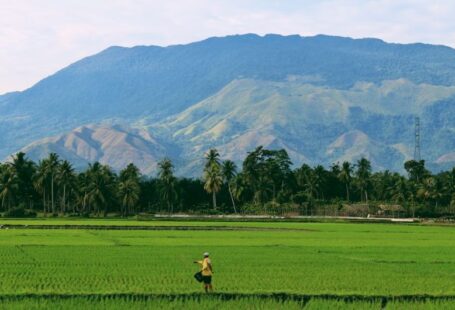 Aceh Farm - person farming on rice field