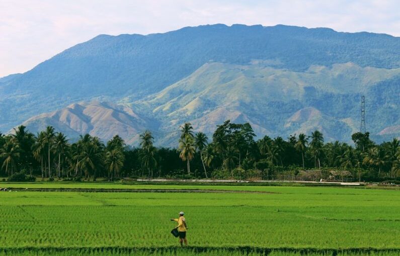 Aceh Farm - person farming on rice field