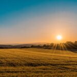 Solar Agriculture - brown field near tree during daytime