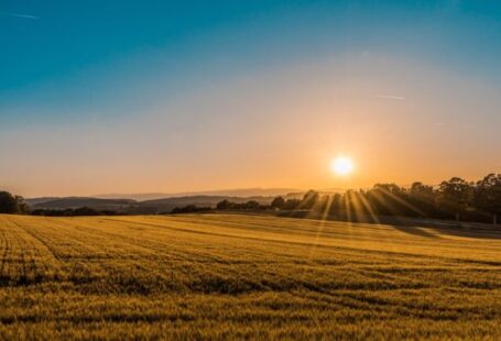 Solar Agriculture - brown field near tree during daytime