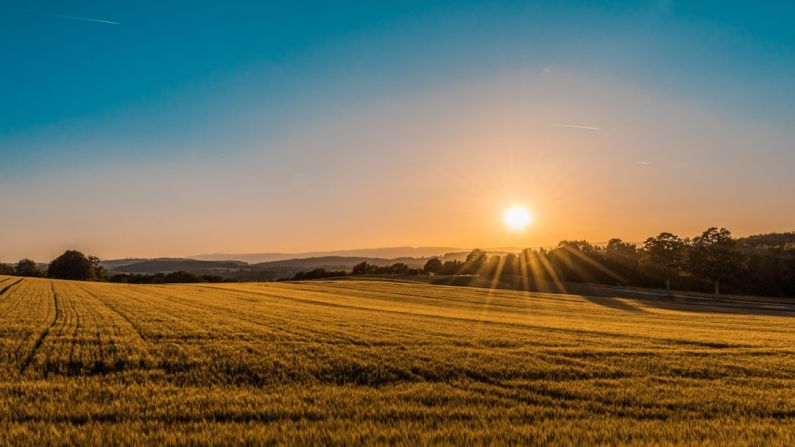 Solar Agriculture - brown field near tree during daytime