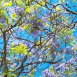 Tourism Solar - a tree filled with lots of purple and green flowers