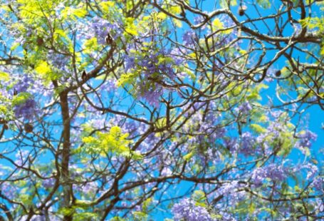 Tourism Solar - a tree filled with lots of purple and green flowers