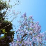 Education Solar - a tree with purple flowers in the foreground and a blue sky in the background