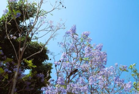 Education Solar - a tree with purple flowers in the foreground and a blue sky in the background