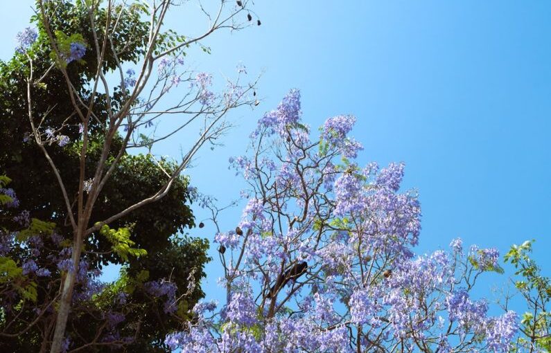 Education Solar - a tree with purple flowers in the foreground and a blue sky in the background