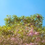 Policies Solar - a tree filled with lots of pink flowers under a blue sky