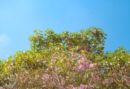 Policies Solar - a tree filled with lots of pink flowers under a blue sky