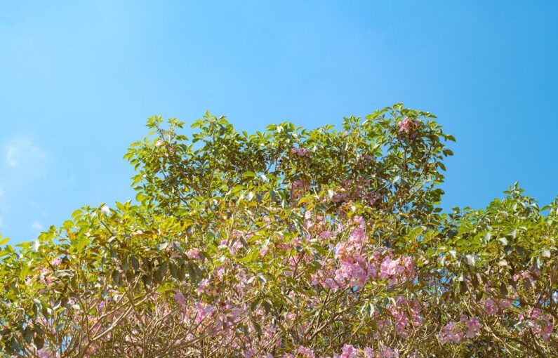 Policies Solar - a tree filled with lots of pink flowers under a blue sky