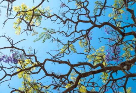 Certificates Solar - the branches of a tree with purple flowers against a blue sky