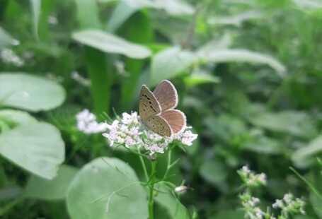 Maintenance Tips - a brown butterfly sitting on a white flower