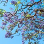 Biodiversity Impact - a tree with purple flowers on it and a blue sky in the background