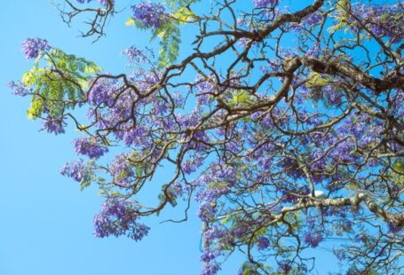 Biodiversity Impact - a tree with purple flowers on it and a blue sky in the background