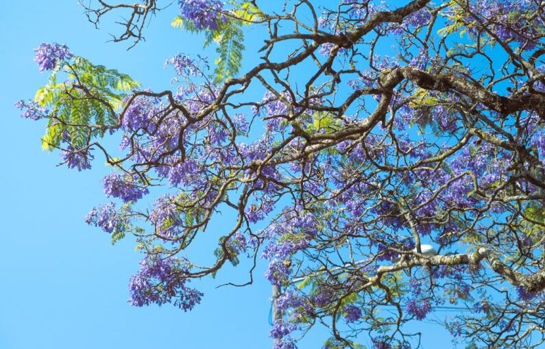 Biodiversity Impact - a tree with purple flowers on it and a blue sky in the background