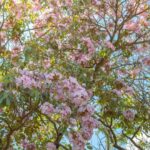 Education Solar - a tree filled with lots of pink flowers