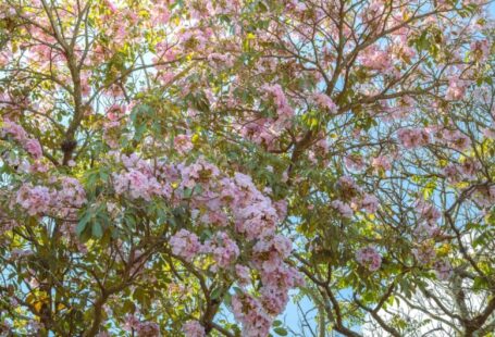 Education Solar - a tree filled with lots of pink flowers