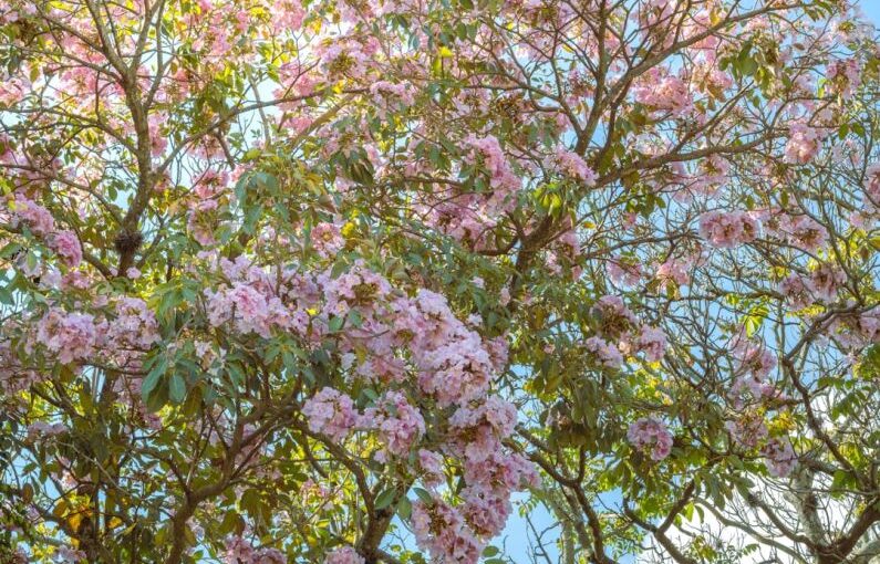 Education Solar - a tree filled with lots of pink flowers