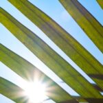 Tourism Solar - the sun shines through the leaves of a palm tree