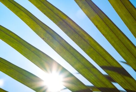 Tourism Solar - the sun shines through the leaves of a palm tree